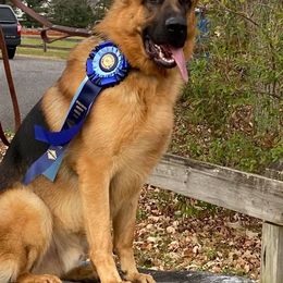 German Shepherds from EZ Brook German Shepherds