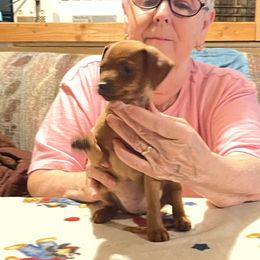 Girl 1 - Stag red female Miniature Pinscher puppy in Wilbur, Washington from RisingStar Miniature Pinschers