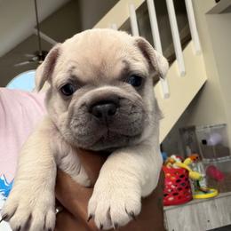 Wood (The Gentle Giant) - Cream male French Bulldog puppy in Newport News, Virginia from Emotional Support Babies