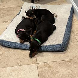Doberman Pinscher Puppies from New Horizons Kennels