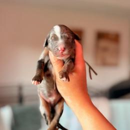 Grey - Tri-color male Bernedoodle puppy in Cold Spring, Minnesota from A.N.A. Doodles