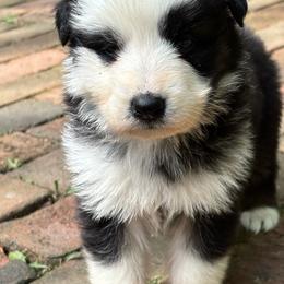Panda female 3 - Panda female German Shepherd puppy in Lordstown, Ohio from Jewels German Shepherd