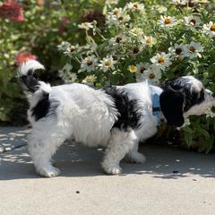 Cavachon, Cavalier King Charles Spaniel, and Cavapoo Puppies from Cavachon Love