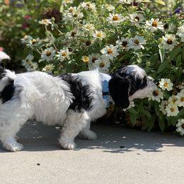 Cavachon, Cavalier King Charles Spaniel, and Cavapoo Puppies from Cavachon Love