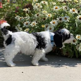 Cavachon, Cavalier King Charles Spaniel, and Cavapoo Puppies from Cavachon Love