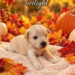 Twilight - Wheaten female Miniature Schnauzer puppy in Daisetta, Texas from Winfree’s Schnauzers
