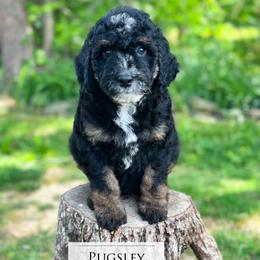 Pugsley Addams - male Australian Mountain Doodle puppy in Corydon, Indiana from Ridgeline Doodles
