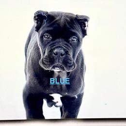 Blue - Black male Cane Corso puppy in Mc Ewen, Tennessee from Worldwide Kennels