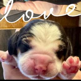 Aqua Boy - Black white and tan male Beagle puppy in Viper, Kentucky from Mountain Top