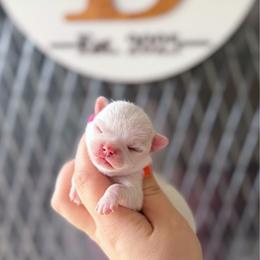 Bear - White male Chihuahua puppy in Harrison, Michigan from Cloud9 Chihuahuas