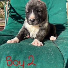 Boy 2 - Gray male Armenian Gampr puppy in Neenach, California from The Mustangs Ranch