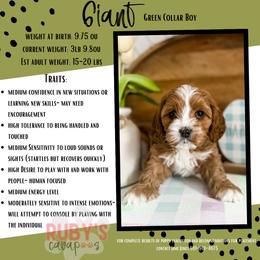 Cavapoo Puppies from Ruby's Cavapoos
