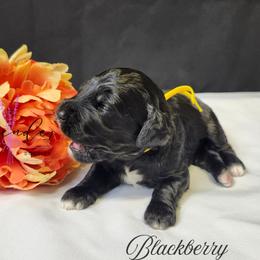 Blackberry - Black female Cockapoo puppy in Mancelona, Michigan from Lavender poodles & doodles