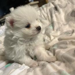 Spike - White male Pomeranian puppy in Rhode Island from Heartfelt Kennels