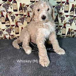 Whiskey - Apricot male Goldendoodle puppy in Water Valley, Mississippi from Olympian Doodles