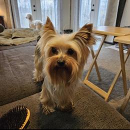 Sutton - Yorkshire Terrier