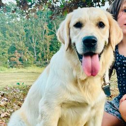 Ocean - Light golden female Golden Retriever puppy in Doniphan, Missouri from Stockford’s Golden Retrievers