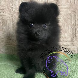 AKC Wendell - Black male Pomeranian puppy in Watkins Glen, New York from Wicked Spirits Pomeranians