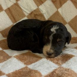 Little Joe - Phantom male Bernedoodle puppy in Holden, Missouri from Mid-West Bernedoodles