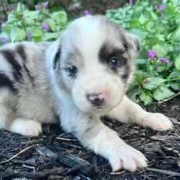 Casper - Blue merle male Australian Shepherd puppy in Loda, Illinois from Pilcher Farms