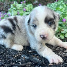 Casper - Blue merle male Australian Shepherd puppy in Loda, Illinois from Pilcher Farms