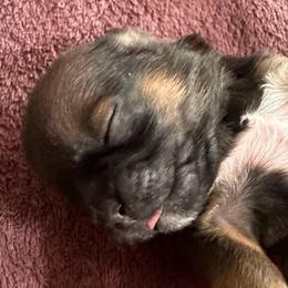 Pretty Pink - Brindle female Shih Tzu puppy in Richfield, North Carolina from Southern Sass Shih Tzu