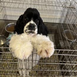 Cocker Spaniel Puppies from Dovecreek Cockers