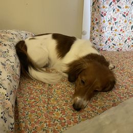 Newton - Dachshund