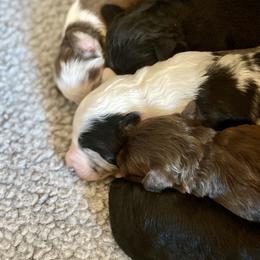 Aussiedoodles from Mini AussieDoodle Puppies