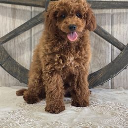 Luka - Red  male Poodle puppy in Lagrange, Indiana from Heavn Sent Acres