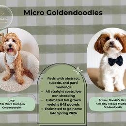Goldendoodle puppies from Gracious Doodle Dogs