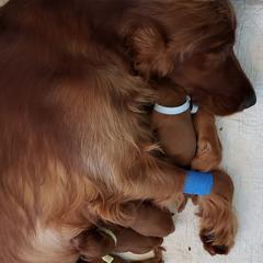 Irish Red and White Setters and Irish Setters from Ruairi's Irish Setters