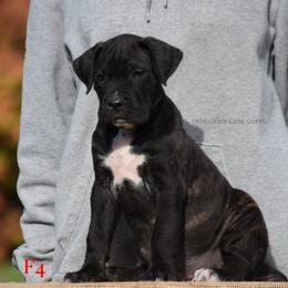 F4 - Black brindle female Cane Corso puppy in Chisago City, Minnesota from Twin Cities Cane Corso