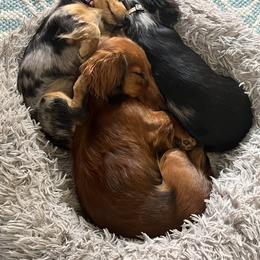 Dachshund Puppies from Miniature Dreams Dachshunds