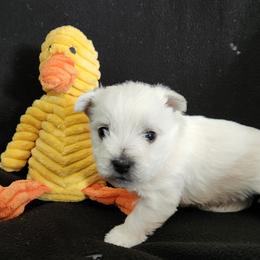 Yellow - White female West Highland White Terrier puppy in Vermilion, Ohio from Snowy Mountain West Highland White Terriers
