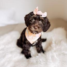 Martha's Vineyard - Chocolate female Australian Labradoodle puppy in Syracuse, Indiana from The Doodle Cove