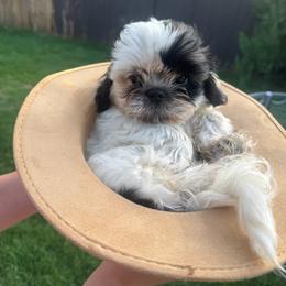 Bubble (AKA Blue) - White male Shih Tzu puppy in Leander, Texas from Leander Shih Tzu