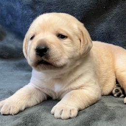 Yellow Female - Yellow female Labrador Retriever puppy in Beaverdam, Virginia from Gold Heart Labradors