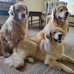 Golden Retrievers from Timberfarm Goldens