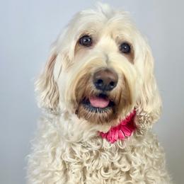 Elsa - Australian Labradoodle