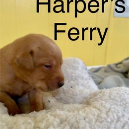 Harper's Ferry - Yellow female Labrador Retriever puppy in Mineral, Virginia from Canine Assist