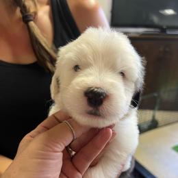 Fresca - Gray and white female Old English Sheepdog puppy in Bristol, Indiana from Ridgeruns OES