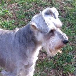 Miniature Schnauzers from Angie’s mini schnauzers