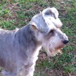 Miniature Schnauzers from Angie’s mini schnauzers