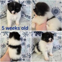 Cedar - Tri-colored male Pomeranian puppy in Creswell, North Carolina from Grace's Poms🐾💕