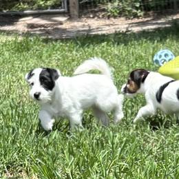 Patches - White and black female Russell Terrier puppy in Mc Intosh, Florida from Karson Russell Terriers & Mystic DK Australian Cattle Dogs