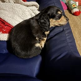 Princess - Black and cream female Dachshund puppy in Alabaster, Alabama from Doxies of Olympus