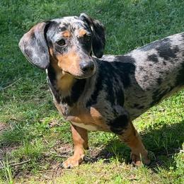 Dachshunds from FiveThreeZeroMiniDachshunds