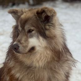 Mekko - Native American Indian Dog