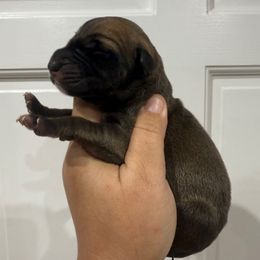 Fudge - Fawn male Great Dane puppy in Florida from Beachside Kennels